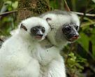 Simpona Fotsys or Silky Sifaka (<i>Propithecus candidus</i>)