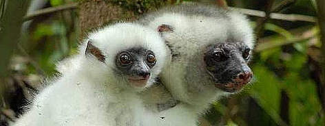 Simpona Fotsys or Silky Sifaka / ©: Jeff Gibbs rel=