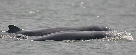 The Irrawaddy dolphin in the Mekong River. / ©: FiA / WWF-Cambodia / ©: FiA / WWF-Cambodia