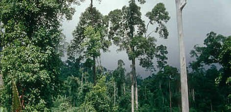 Logged lowland dipterocarp forest, Segama Forest Reserve, Sabah, Malaysia / ©: WWF / Sylvia Jane YORATH rel=