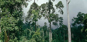 Logged lowland dipterocarp forest, Segama Forest Reserve, Sabah, Malaysia / ©: WWF / Sylvia Jane YORATH / ©: WWF / Sylvia Jane YORATH