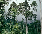 Logged lowland dipterocarp forest, Segama Forest Reserve, Sabah, Malaysia 