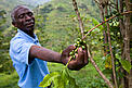 Mbiwo Constantine Kusebahasa, in Kasese, Rwenzori Mountains, Uganda at the Forest Landscape ... / ©: Simon Rawles / WWF-Canon / ©: Simon Rawles / WWF-Canon