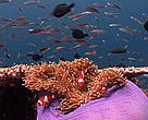 Borneo Live Reef Fish Trade Video