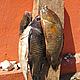Four fish, four different species... how many are out there? © WWF / Dominic Tilley