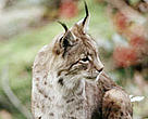 There are about 100 lynx in Switzerland, consisting of two main populations — one in the northwest Swiss Alps, which includes the Interlaken area, and the other in the Jura Mountains overlooking Lac Léman (or Lake Geneva) and continuing on to France.