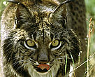 Iberian lynx, Spain