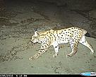 Eurasian Lynx (Lynx lynx)