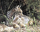 An female Iberian lynx resting in Spain's Doñana National Park.