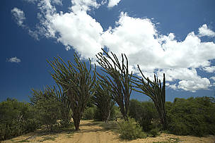 The road of spiny plant: Tsimanapesotse landscape