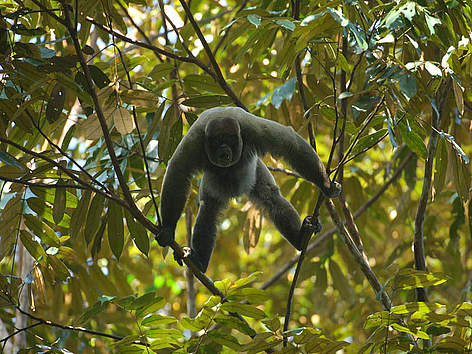 Grey woolly monkey (Lagothrix cana) / ©: Zig Koch rel=