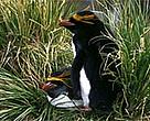 Macaroni penguin (<I>Eudyptes chrysolophus</I>).