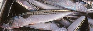 Mackerel caught according to the environmental and social standards of the Marine Stewardship ... / ©: WWF-Canon / Edward PARKER Mackerel caught according to the environmental and social standards of the Marine Stewardship ... / ©: WWF-Canon / Edward PARKER