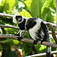 &copy; WWF / Mélinda-Ashley Gilhen