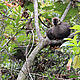 Lemur spotting in Ranomafana National Park. © Christa Szumski