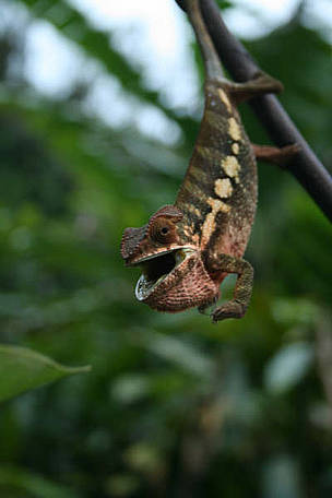 Chameleon in the forest near Andapa / ©: WWF / Mélinda-Ashley Gilhen / ©: WWF / Mélinda-Ashley Gilhen