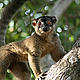 &copy; WWF / Mélinda-Ashley Gilhen
