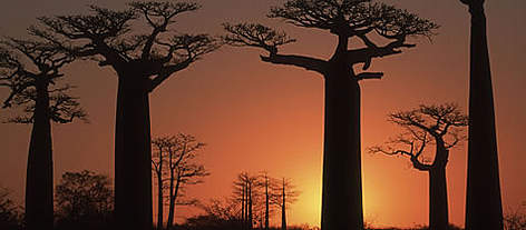 Baobab tree (Adansonia grandidieri) at sunset, Madagascar. The project covers both moist and dry ... / ©: WWF-Canon / Martin HARVEY rel=