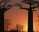 Baobab tree (<i>Adansonia grandidieri</i>) at sunset, Madagascar. The project covers both moist and dry forests.