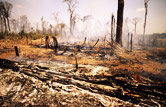  / &copy;: WWF-Canon / John E. NEWBY