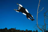  Black & white ruffed lemur (Varecia variegata), leaping between trees, Madagascar. / &copy;:  WWF-Canon / Martin HARVEY