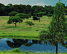 Zombitse National Park Wetland with forest in background, Vohibasia, Madagascar.