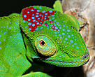 Madagascar’s unique habitats are facing numerous threats, but deforestation is among the most serious.
