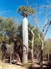 Pachypodium sp. or elephant foot. The spiny forest is home to a wealth of endemic plant species and ... / ©: WWF-Canon / WWF Madagascar Pachypodium sp. or elephant foot. The spiny forest is home to a wealth of endemic plant species and ... / ©: WWF-Canon / WWF Madagascar