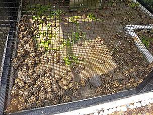 For the second time in just over a month hundreds of endangered Malagasy tortoises have been seized in Malaysia.