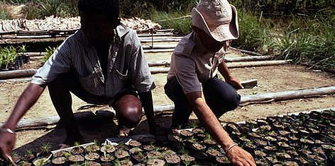 Tending to new seedlings in a WWF funded nursery, Madagascar. Supply of sustainable fuel wood from ... / ©: WWF-Canon / John E. Newby rel=