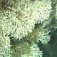 Deep sea coral (Madrepora oculata) caught on camera by the ROV. © Marine Sciences Institute of Barcelona
