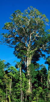 Mahogany (Swietenia macrophylla), Manu National Park, Peru. / ©: WWF-Canon / André BÄRTSCHI / ©: WWF-Canon / André BÄRTSCHI