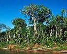 Bigleaf mahogany receives better potection at CITES. Credit: WWF-Canon / A. Bärtschi