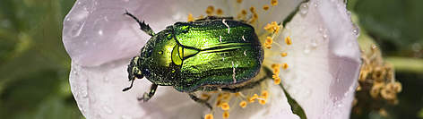 Making Space for Nature / ©: Wild Wonders of Europe/Konrad Wothe/WWF / ©: Wild Wonders of Europe/Konrad Wothe/WWF