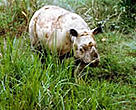  Sumatran rhinoceros (Dicerorhinus sumatrensis), Malaysia.