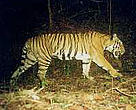 Tiger caught by the camera trap.<BR>