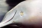 Male Indus river dolphin, died during the rescue in Rohri canal. A wound just behind the lower jaw ... / ©: WWF-Pakistan / Uzma Khan Male Indus river dolphin, died during the rescue in Rohri canal. A wound just behind the lower jaw ... / ©: WWF-Pakistan / Uzma Khan