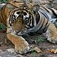 Male tiger at Ranthambore Tiger Reserve © WWF / Melissa Wheeler