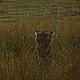 Male tiger exhibiting fleshmen after mating, on the banks of Rajbag lake, Ranthambore © WWF / Melissa Wheeler