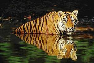 Indian tiger (Panthera tigris tigris) swimming in the water. / ©: WWF-Canon / Martin HARVEY Indian tiger (<i>Panthera tigris tigris</i>) swimming in the water. / ©: WWF-Canon / Martin HARVEY