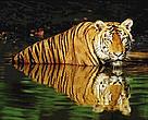 Indian tiger (<i>Panthera tigris tigris</i>) swimming in the water.