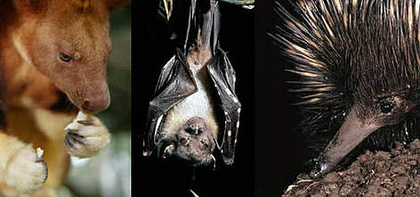  / &copy;: (from left to right) Brent Stirton/Getty Images / WWF-UK .  © WWF-Canon / Ian CRAVEN .  © WWF-Canon / Martin HARVEY
