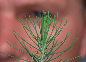 Seedling from the FSC Sweden Nursery. / ©: Edward Parker / WWF-Canon / ©: Edward Parker / WWF-Canon