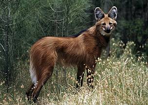 The endangered maned wolf is not really a wolf at all, but actually a large fox. / ©: Martin Harvey / WWF-Canon / ©: Martin Harvey / WWF-Canon