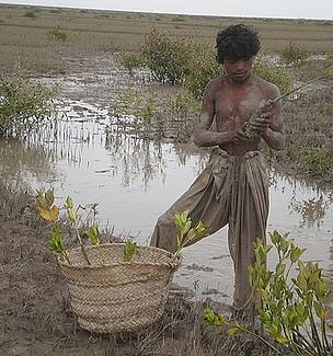 Planting mangroves to restore degraded lands in the Indus Delta. / ©: Emily Woodhouse / WWF / ©: Emily Woodhouse / WWF