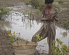 A boy plants mangroves to restore the degraded lands of his village on the Indus Delta. Lack of freshwater and deforestation have devastated what was once a thriving mangrove ecosystem.
