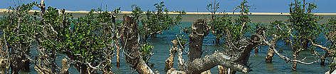 Mangrove Tree, Toliara, Madagascar / ©: John E Newby / WWF-Canon rel=