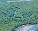 A healthy stand of mangrove forests in the Kiunga Marine Reserve area, where controlled extraction can be done sustainably.
