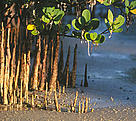 Mangrove roots, Mafia Island, Tanzania. / &copy;: Edward Parker / WWF-Canon