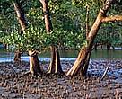 Healthy mangrove forests mean more fish on nearby coral reefs.